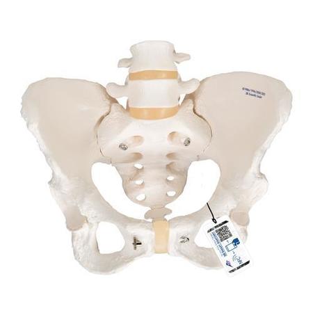 3B SCIENTIFIC Pelvic Skeleton, female - w/ 3B Smart Anatomy 1000134